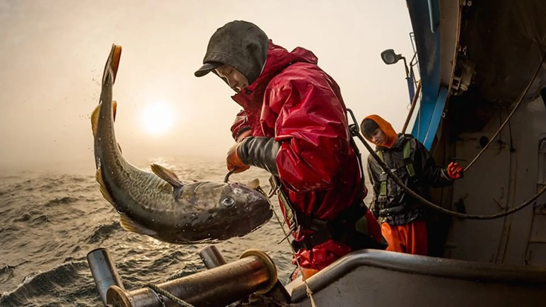 Offshoretilsette vil paa linefiske