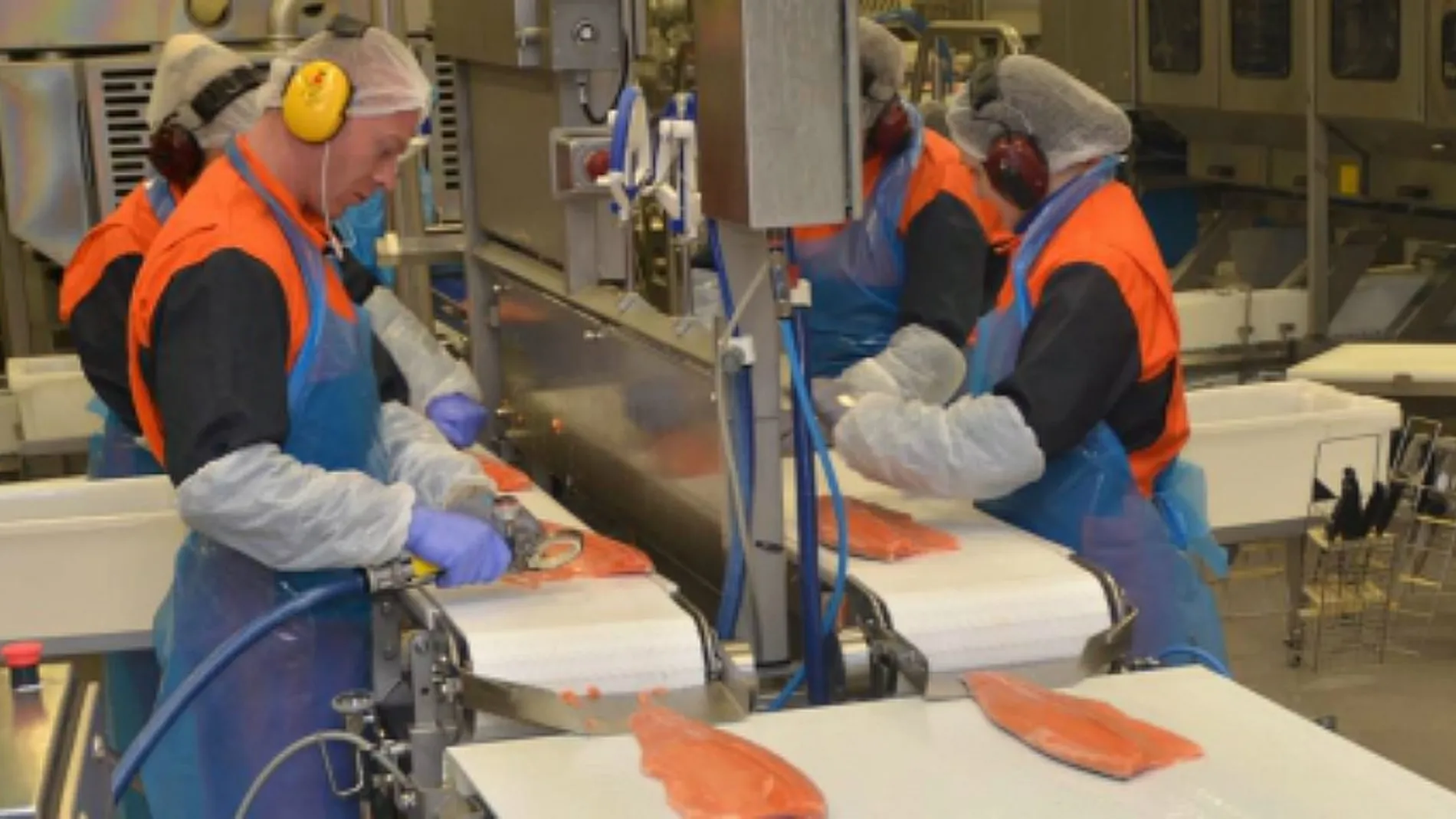 Marine Harvest kuttar skift