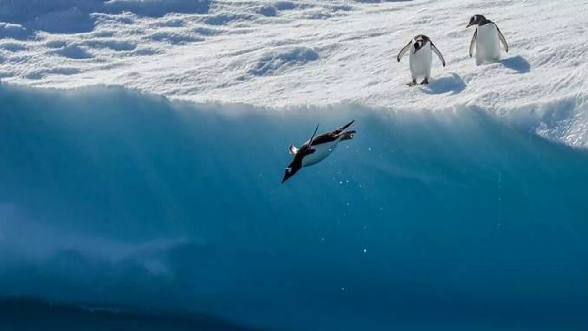 Avgrensar krillfisket for aa verne om pingvinane