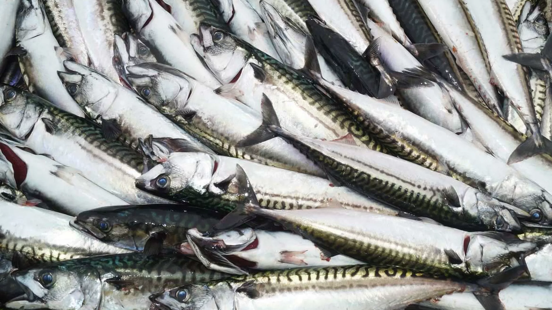 Truleg overfiske av makrellkvoten i aar ogsaa
