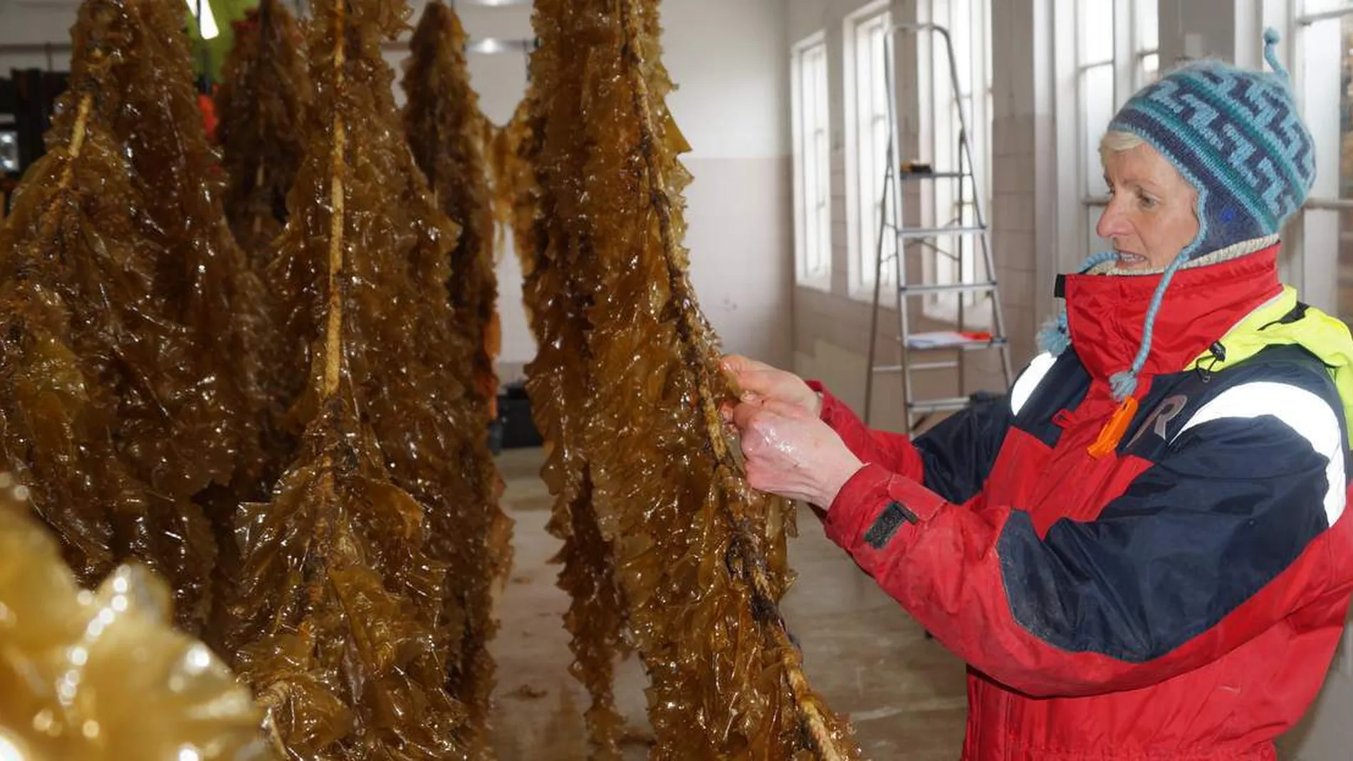 Forskarar trur paa eksplosiv vekst i tareoppdrett