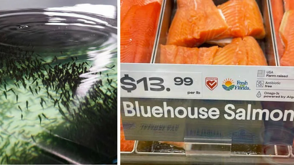 Atlantic Sapphire fisketank bluehouse foto Atlantic Sapphire 11