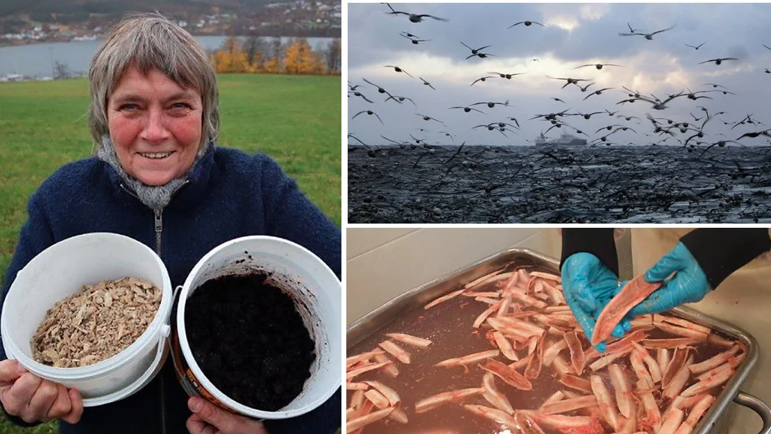 Maa ta seg raad til aa handtere heile fisken